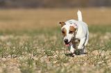 JACK RUSSEL 014